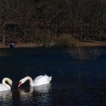 Schwäne in der Rehbachbucht/Edersee.  …